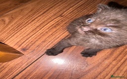 British Shorthair cats for sale: British Shorthair chocolate/grey colours  - Image 26