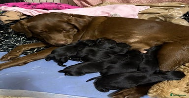 Labrador Retriever dogs Gorgeous chunky black lab pups🖤 - Advert 7