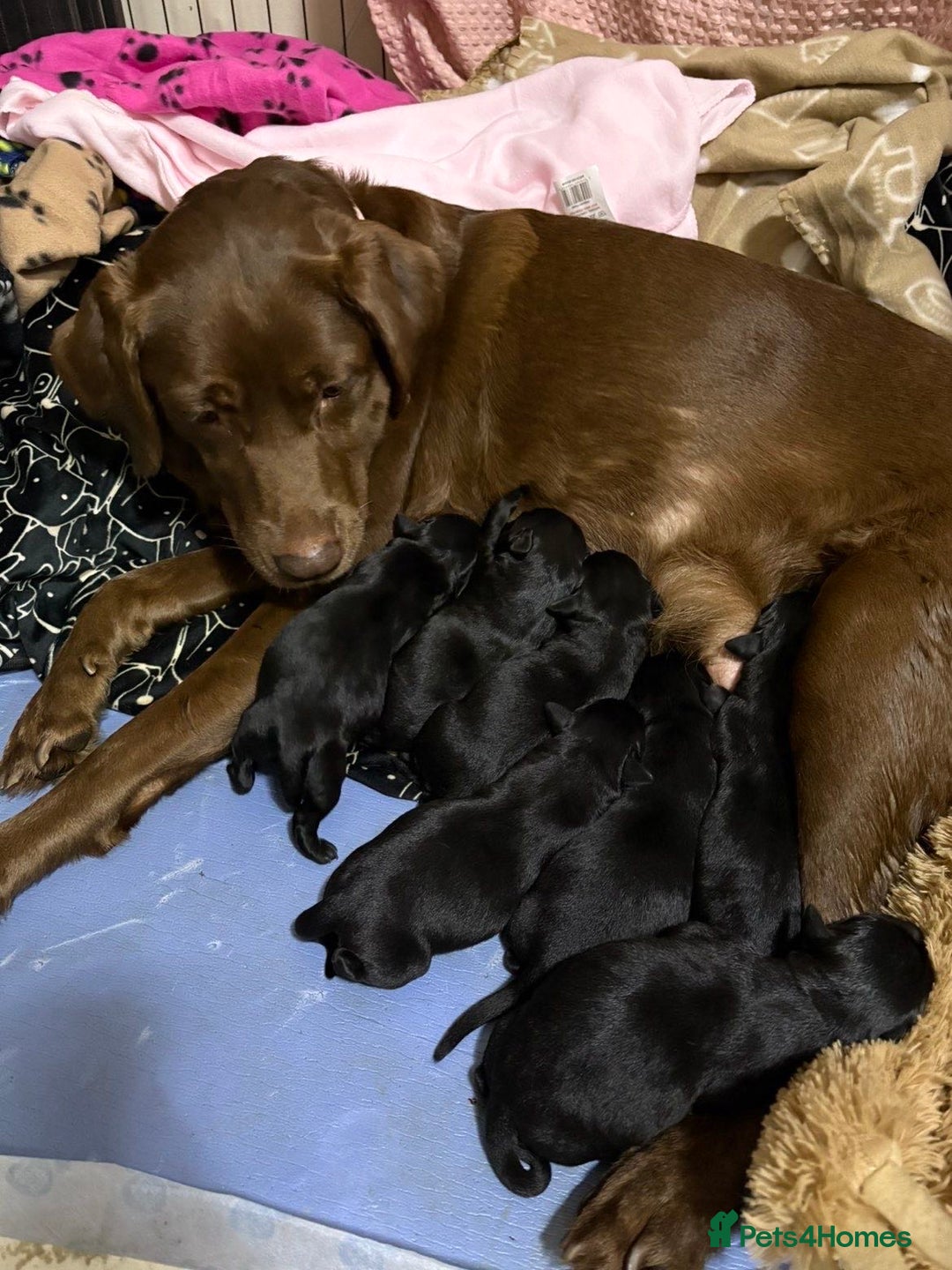 Labrador Retriever dogs for sale: Gorgeous chunky black lab pups🖤 - Advert 8