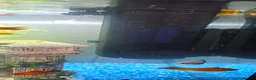 Platies fish for sale: Fluval roma 125l Tank Complete Set up - Advert 8