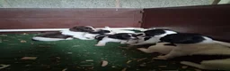 English Springer Spaniel dogs for sale: Working Springer Spaniel Puppies  - Advert 1
