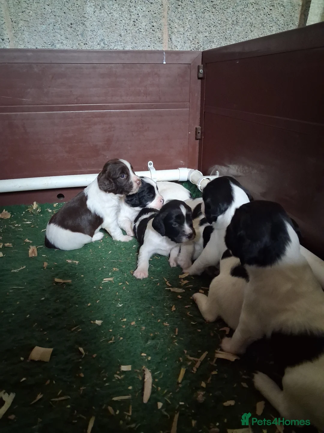 English Springer Spaniel dogs for sale: Working Springer Spaniel Puppies  - Advert 1