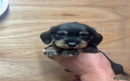 Dachshund dogs for sale: Ready now standard Wirehair dachshund (teckel)  - Image 14