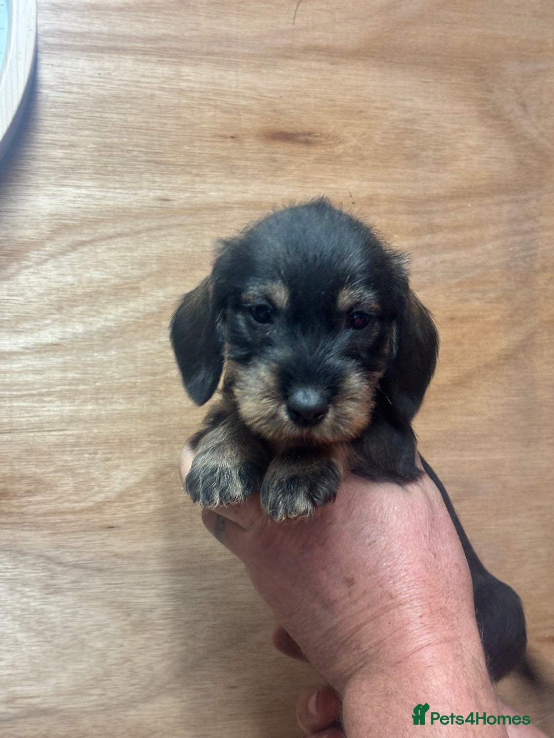 Dachshund dogs for sale: Ready now standard Wirehair dachshund (teckel)  - Image 14