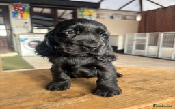 Cocker Spaniel dogs for sale: Show quality pups available  - Image 9