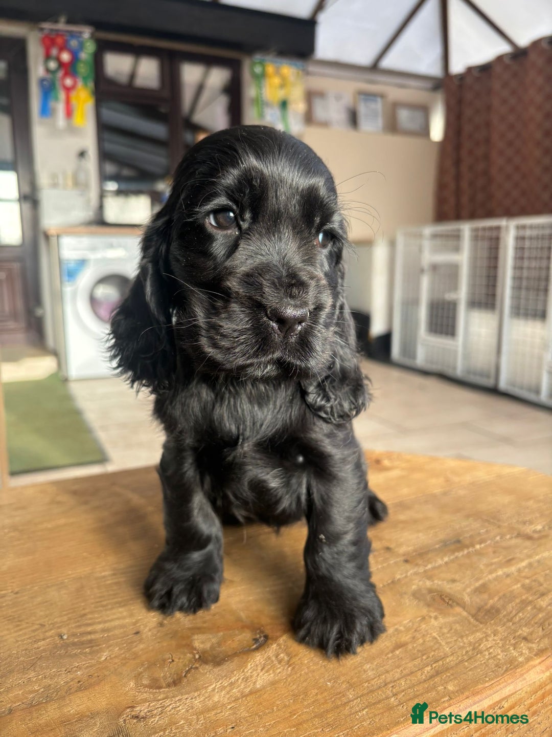 Cocker Spaniel dogs for sale: Show quality pups available  - Image 9
