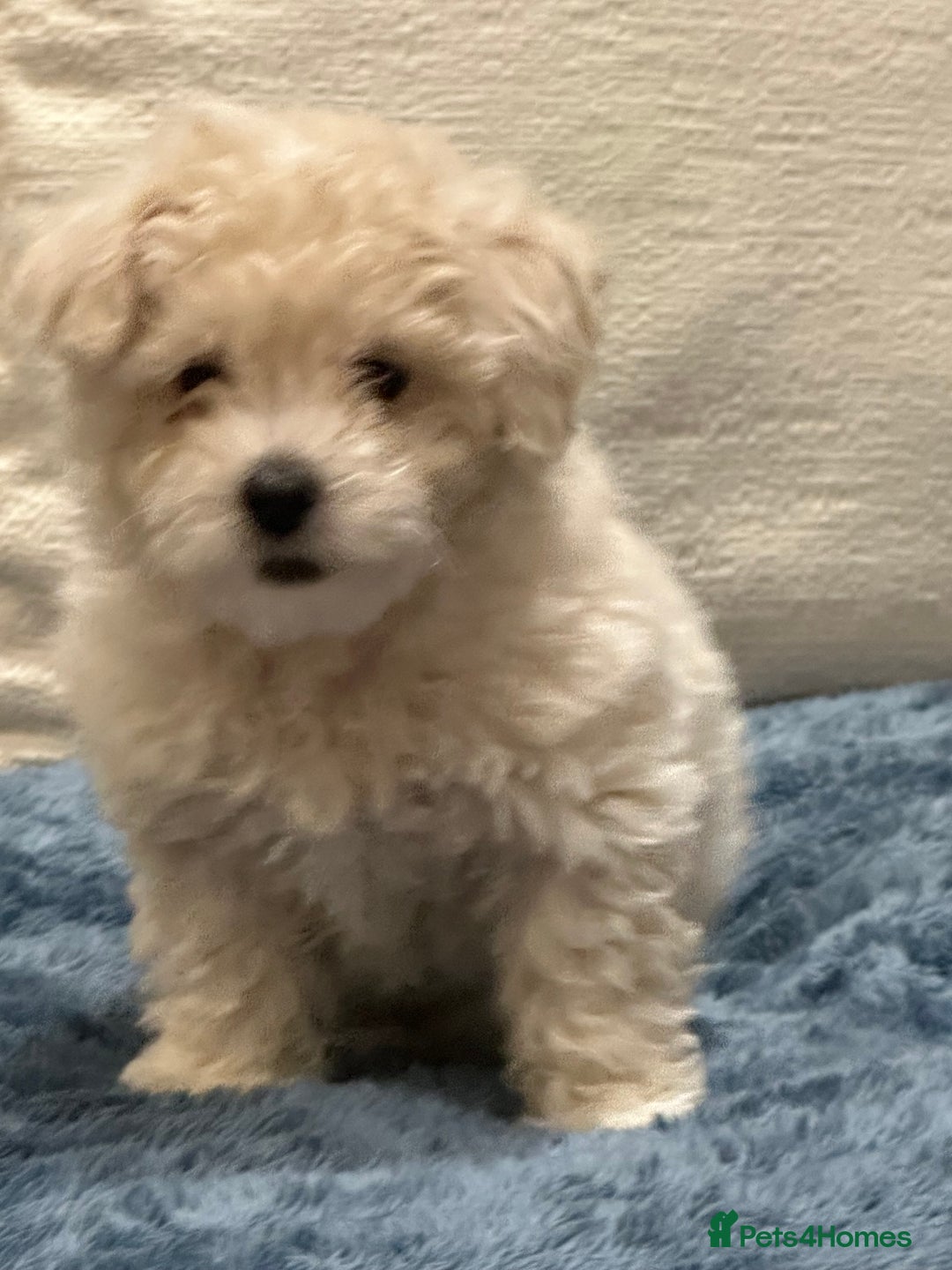 Maltipoo dogs for sale: 8 Week Maltipoo Puppy - Image 7