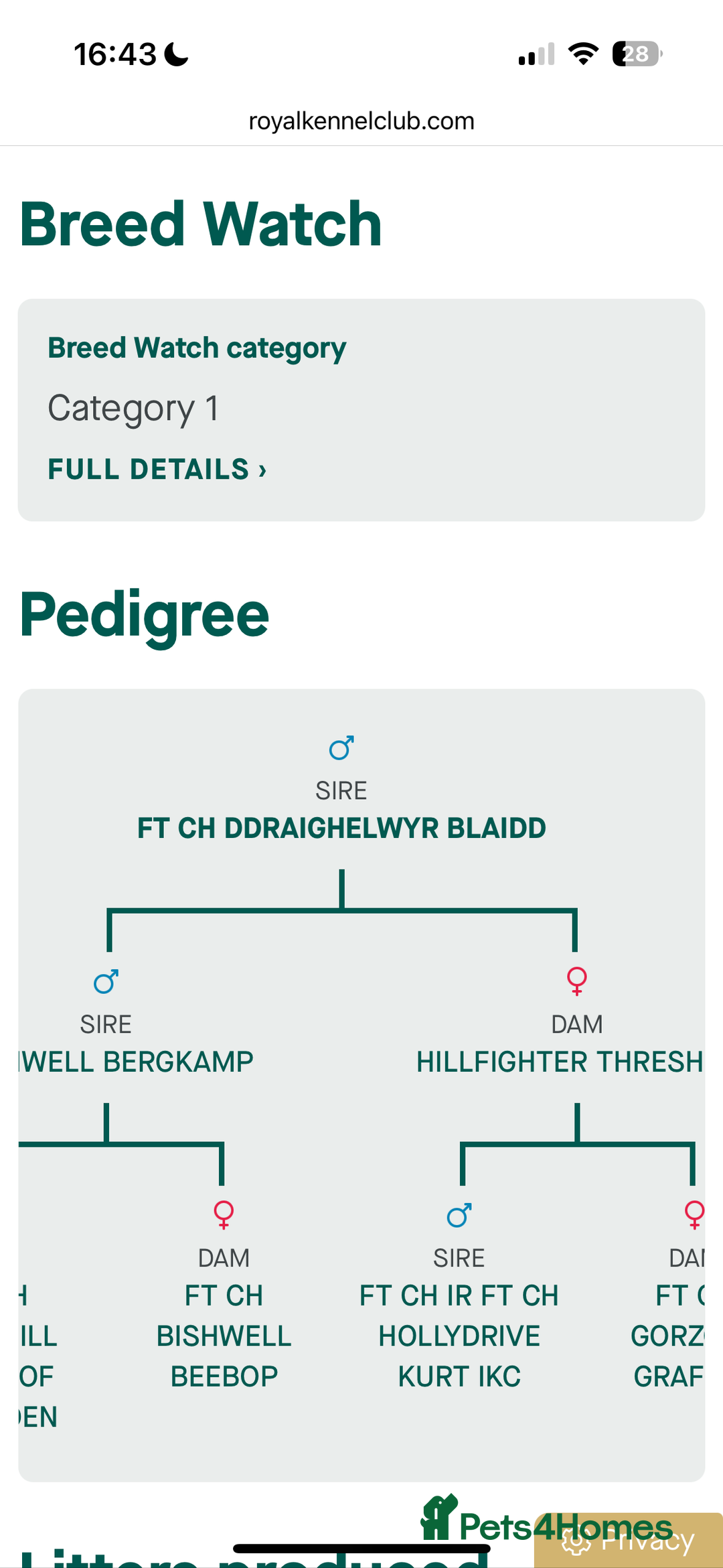 English Springer Spaniel dogs for sale: Fun whistle trained and crate clean by 8 weeks   - Advert 11