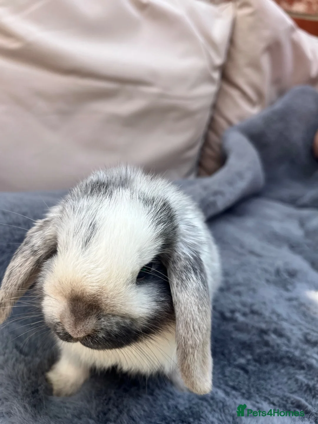Mini Lop rabbits for sale: Mini lop baby rabbits  - Advert 7