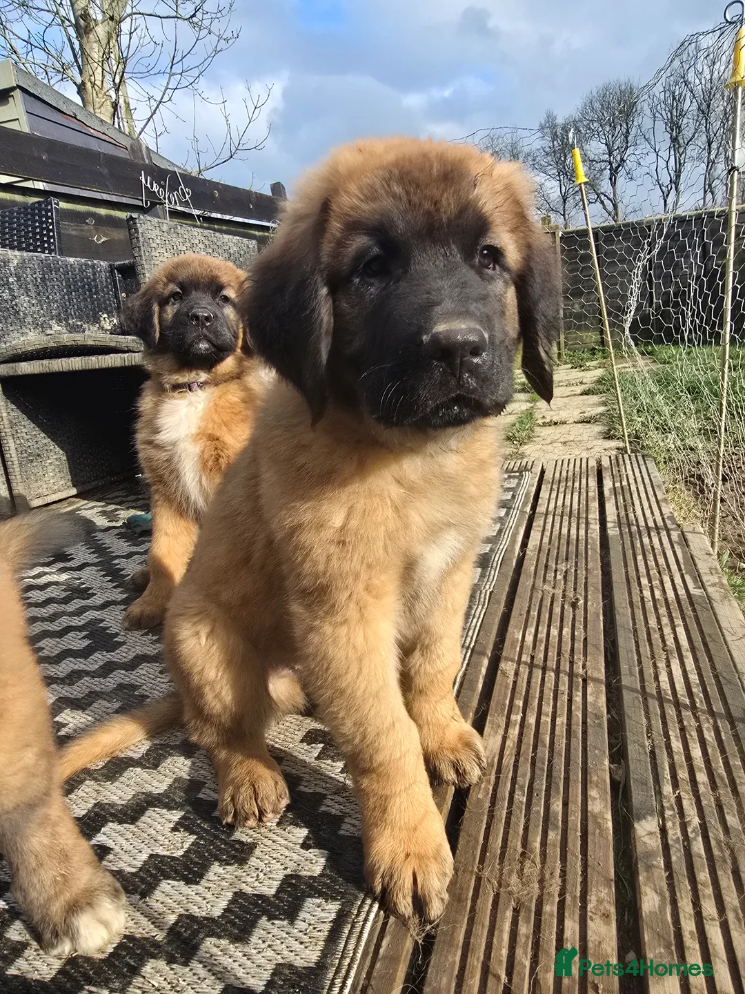 Saint Bernard dogs for sale: Saint Bernard/ newfoundland cross German Shepherd  - Advert 2