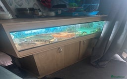 Python Snake reptiles for sale: 6 Year Old Royal Python Female  - Image 2
