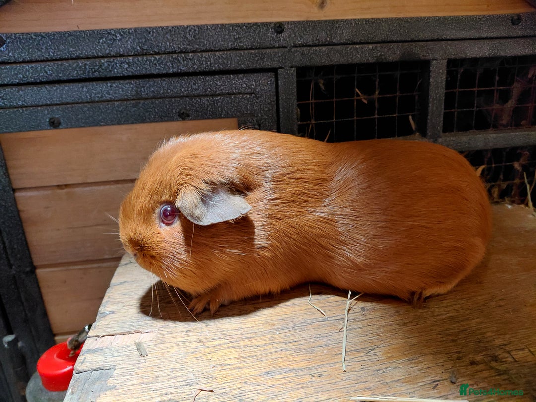 Guinea Pig rodents for sale: PE Golden Sows (other guinea-pigs also available) - Advert 6