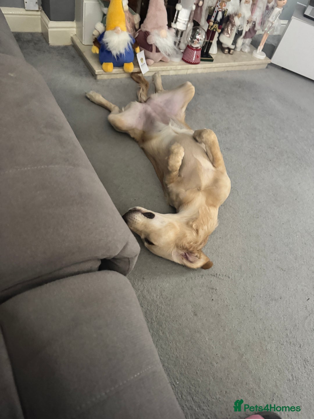 Golden Retriever dogs for sale: 7 month old female golden retriever - Advert 4