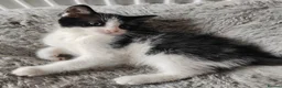 Mixed Breed cats for sale: Gorgeous kittens  - Advert 13