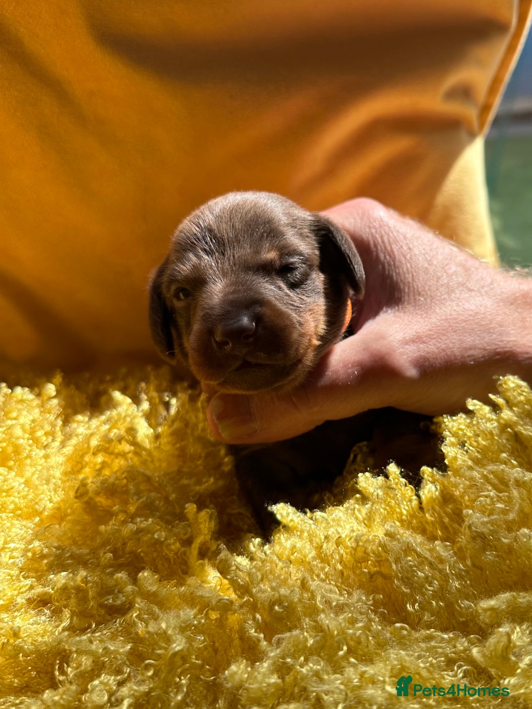 Miniature Dachshund dogs for sale: Miniature Dachshund stunning puppies  - Image 20