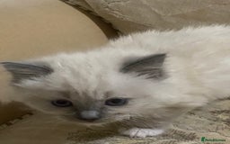 Ragdoll cats for sale: Ragdoll kittens  - Image 2