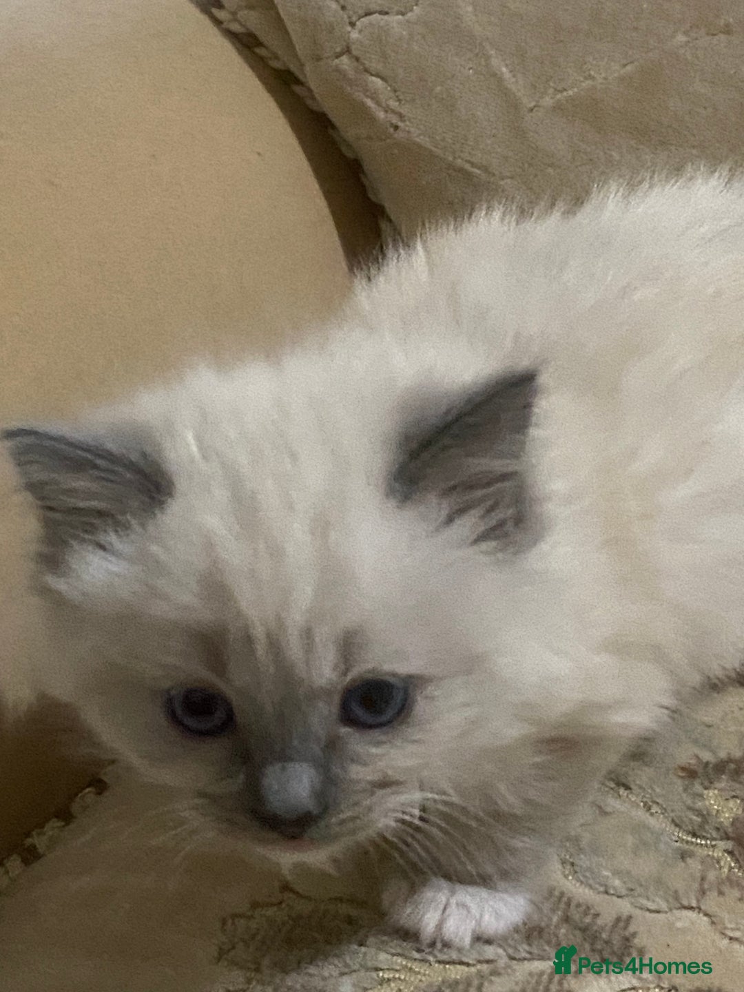 Ragdoll cats for sale: Ragdoll kittens  - Image 2