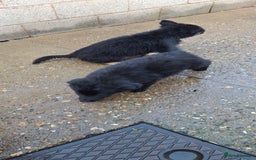 German Shepherd dogs for sale: For sale  - Image 2