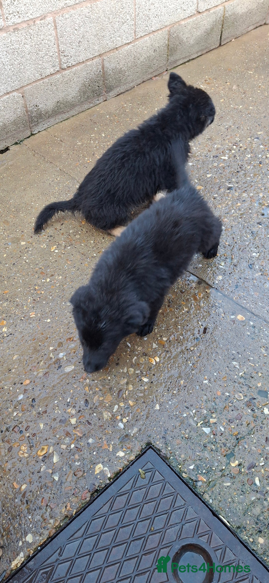 German Shepherd dogs for sale: For sale  - Image 2