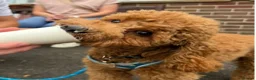 Cavapoo dogs for sale: Waiting List Open-Deep Fox Red Cavapoos - 27th Aug - Advert 9