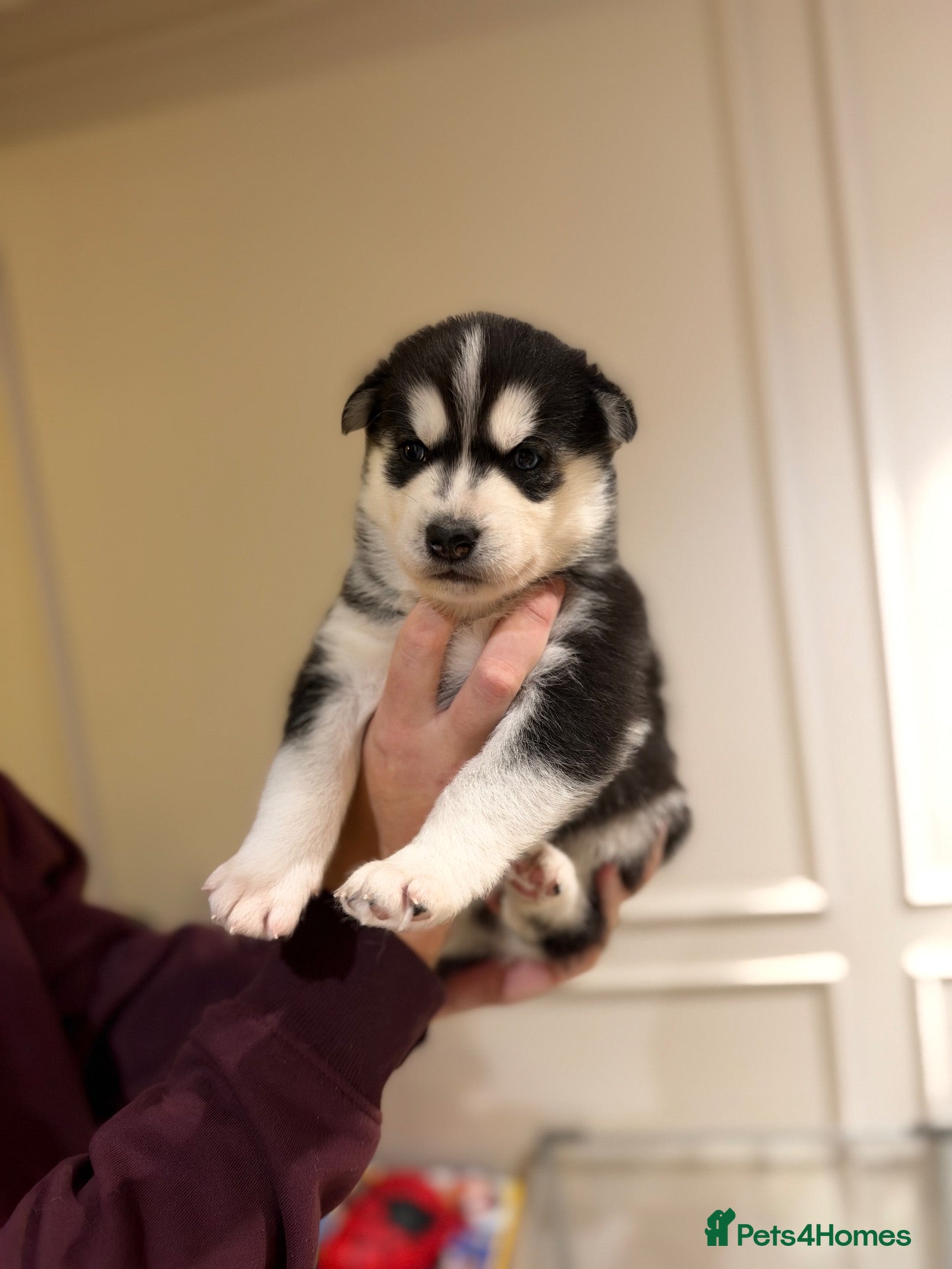 Siberian Husky dogs for sale: 1X BOY LEFT KC REGISTERED SIBERIAN HUSKY PUPPIES - Advert 2