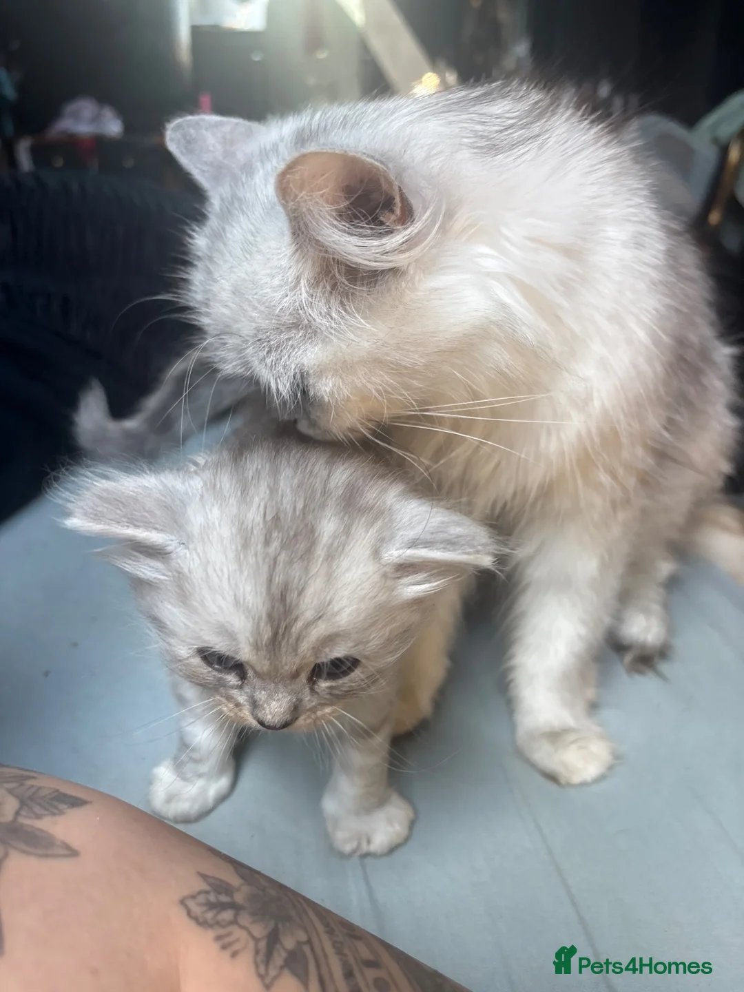 Mixed Breed cats for sale: Beautiful cross kittens  - Advert 2