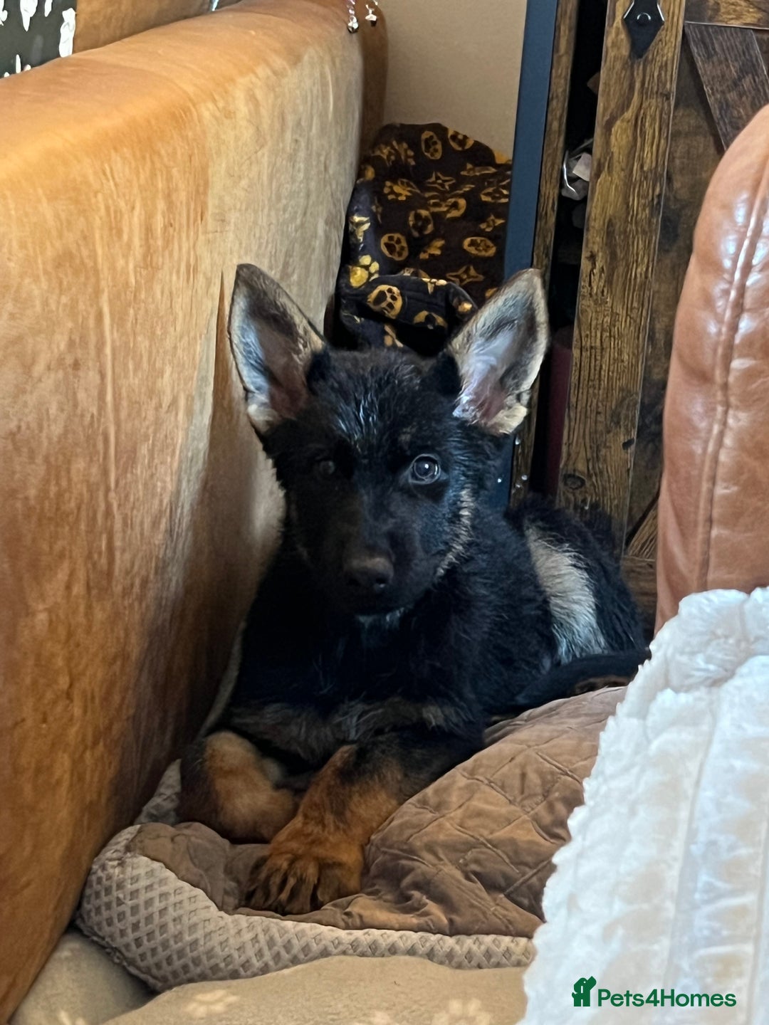 German Shepherd dogs for sale: 14 week old german shepherd puppy - Image 4