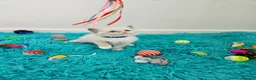 Ragdoll cats for sale: PET OR ActiveTicaHCM,PKD Certyficate,Championship  - Advert 28