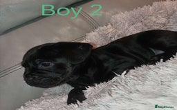 Mixed Breed dogs for sale: FROCKERS. (French bulldog cross cocker spaniel) - Image 14