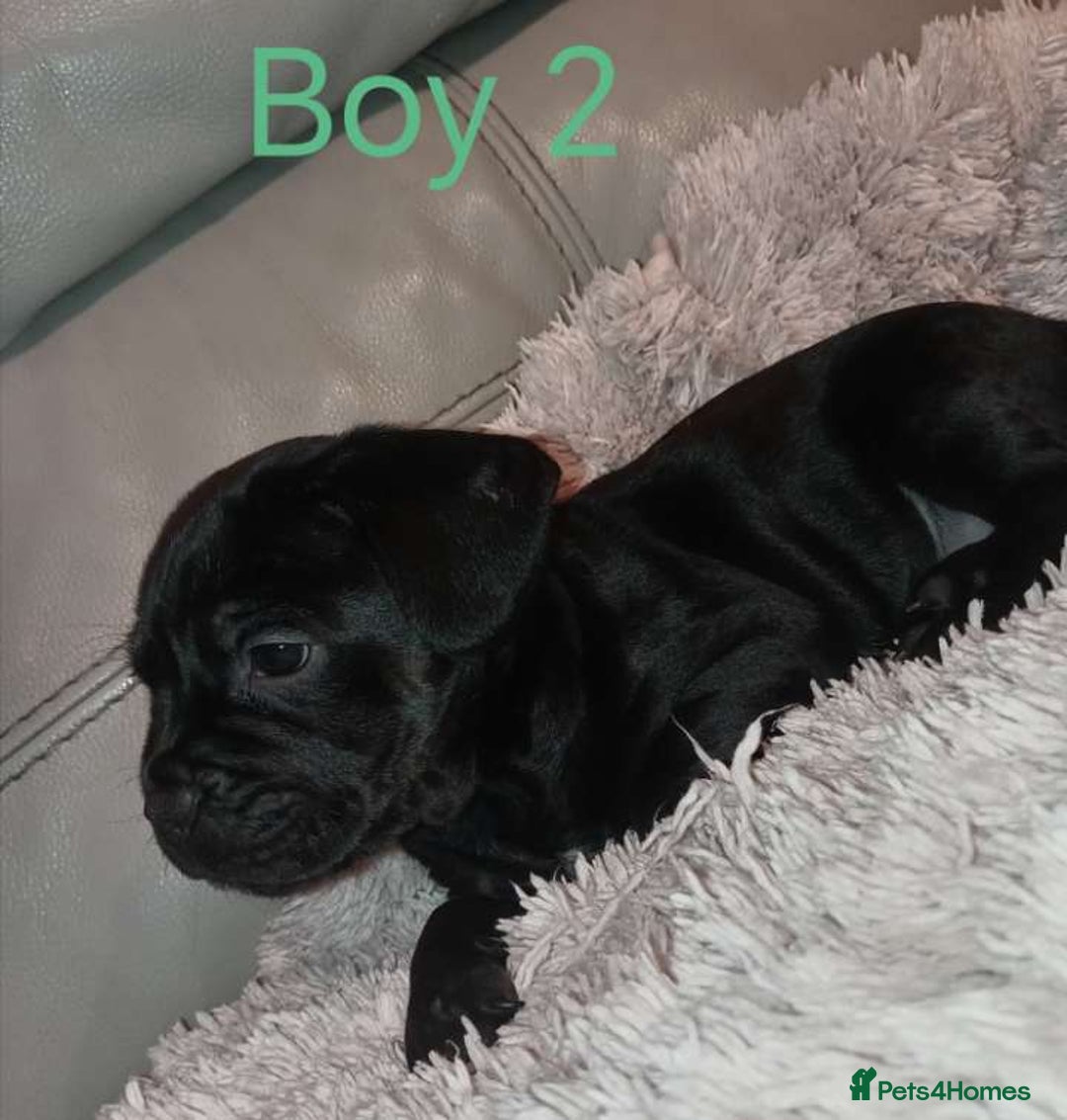 Mixed Breed dogs for sale: FROCKERS. (French bulldog cross cocker spaniel) - Image 14