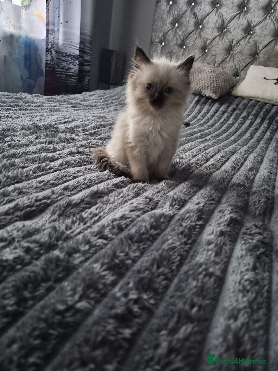 Ragdoll cats for sale: Adorable Ragdoll Kittens GCCF  Active registered  - Advert 25