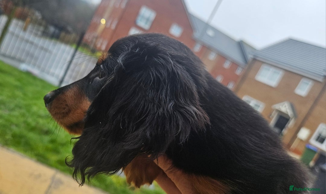 Miniature Dachshund dogs for sale: Ready now 🩵🩵🩵🩷 - Advert 10