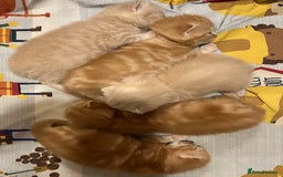 British Shorthair cats for sale: Rare colors British Shorthair kittens - Image 7