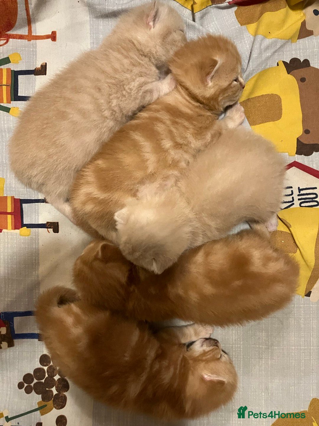British Shorthair cats for sale: Rare colors British Shorthair kittens - Image 7