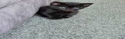 Mixed Breed cats for sale: Lovely kittens in Northampton - Advert 2
