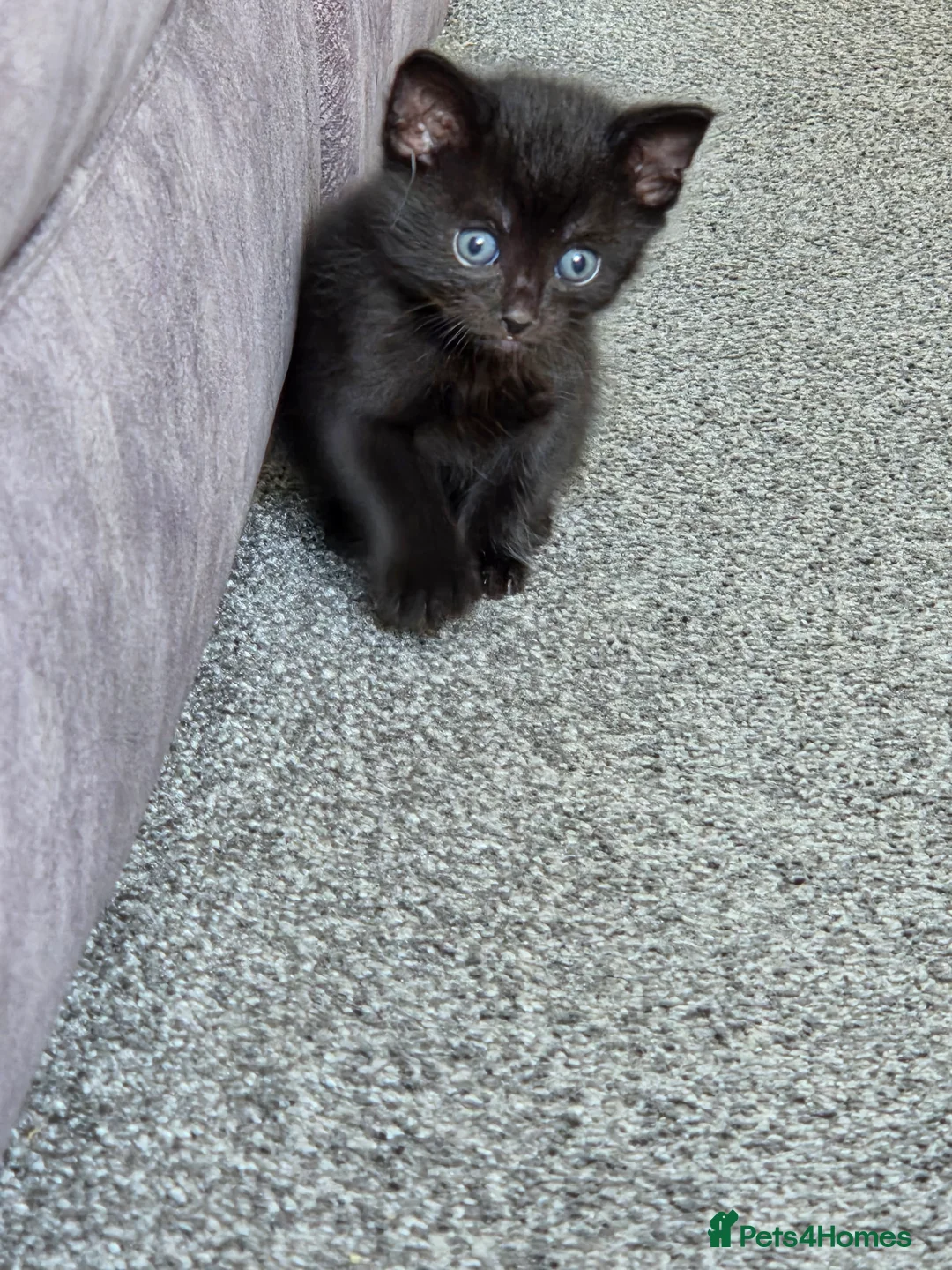 Mixed Breed cats for sale: Lovely kittens in Northampton - Advert 2