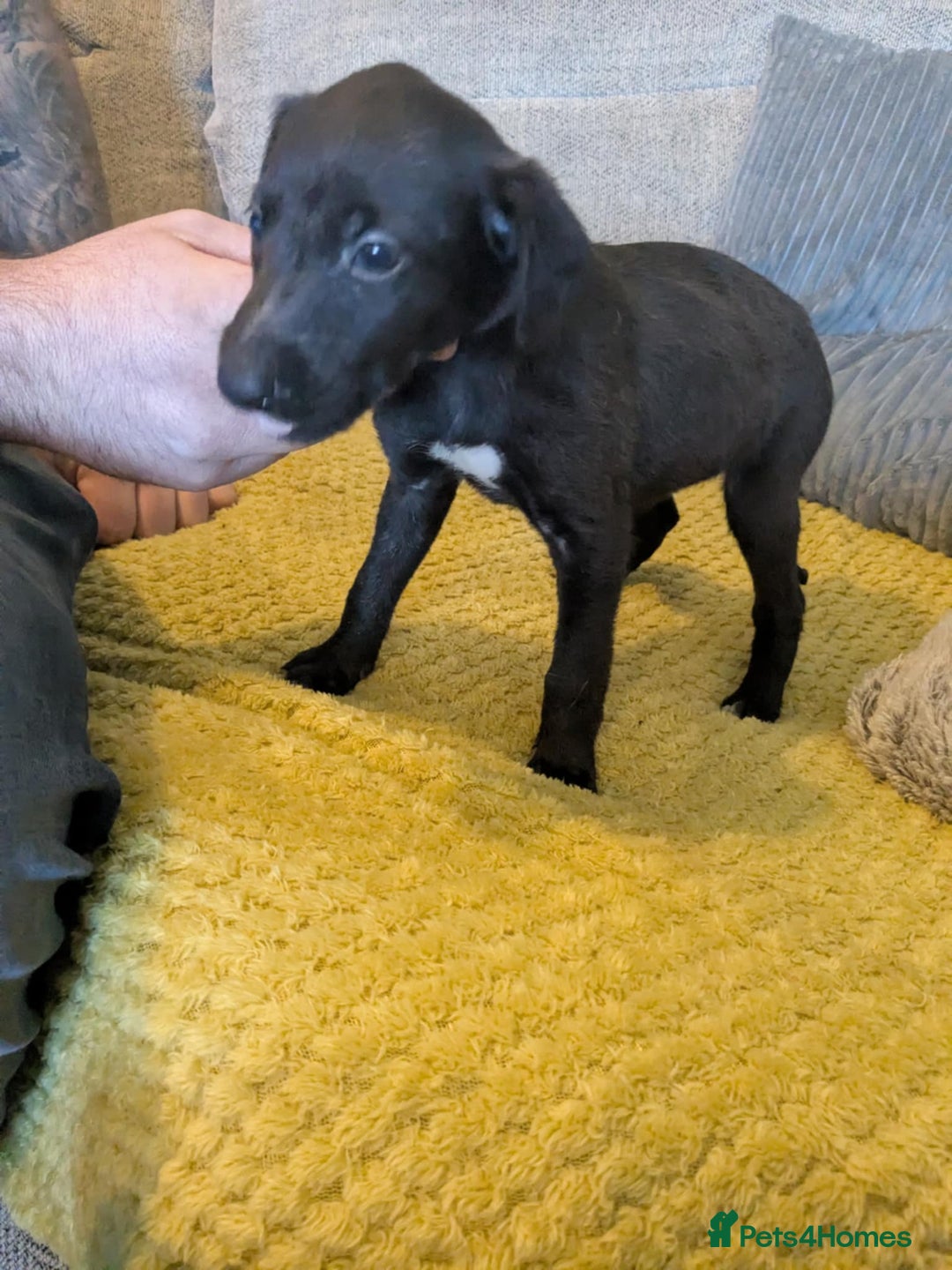 Lurcher dogs for sale: Lurcher pups whippet cross  - Image 6