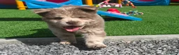 Chow Chow dogs for sale: Stunning Exotic colour chowski puppies for sale - Advert 4