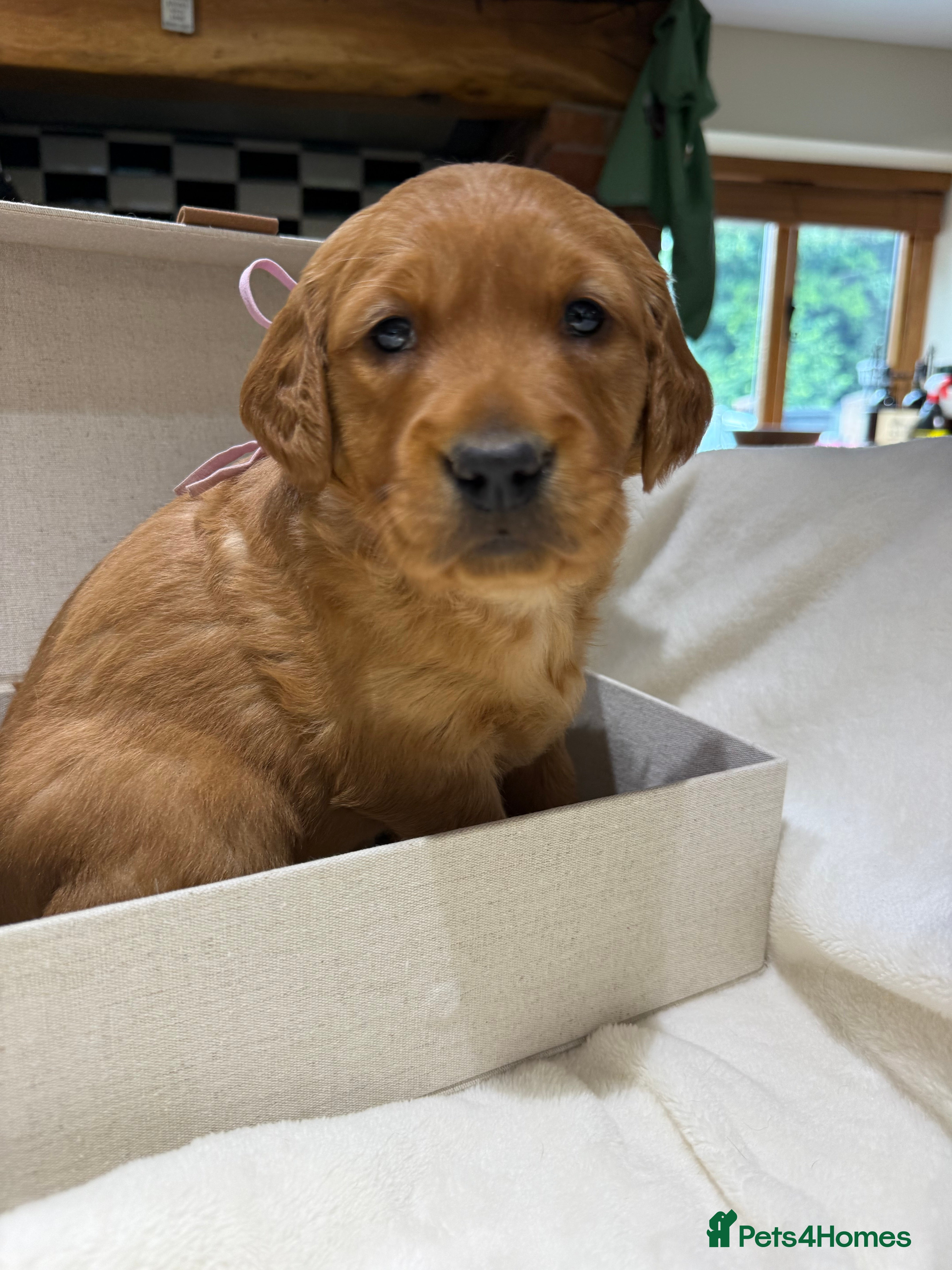 Golden Retriever dogs Outstanding Quality Puppies  - Advert 2