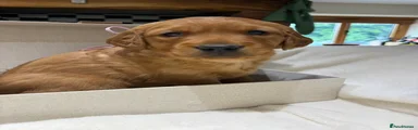 Golden Retriever 3