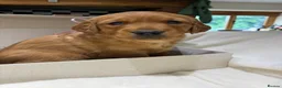 Golden Retriever dogs for sale: Outstanding Quality Puppies  - Advert 2