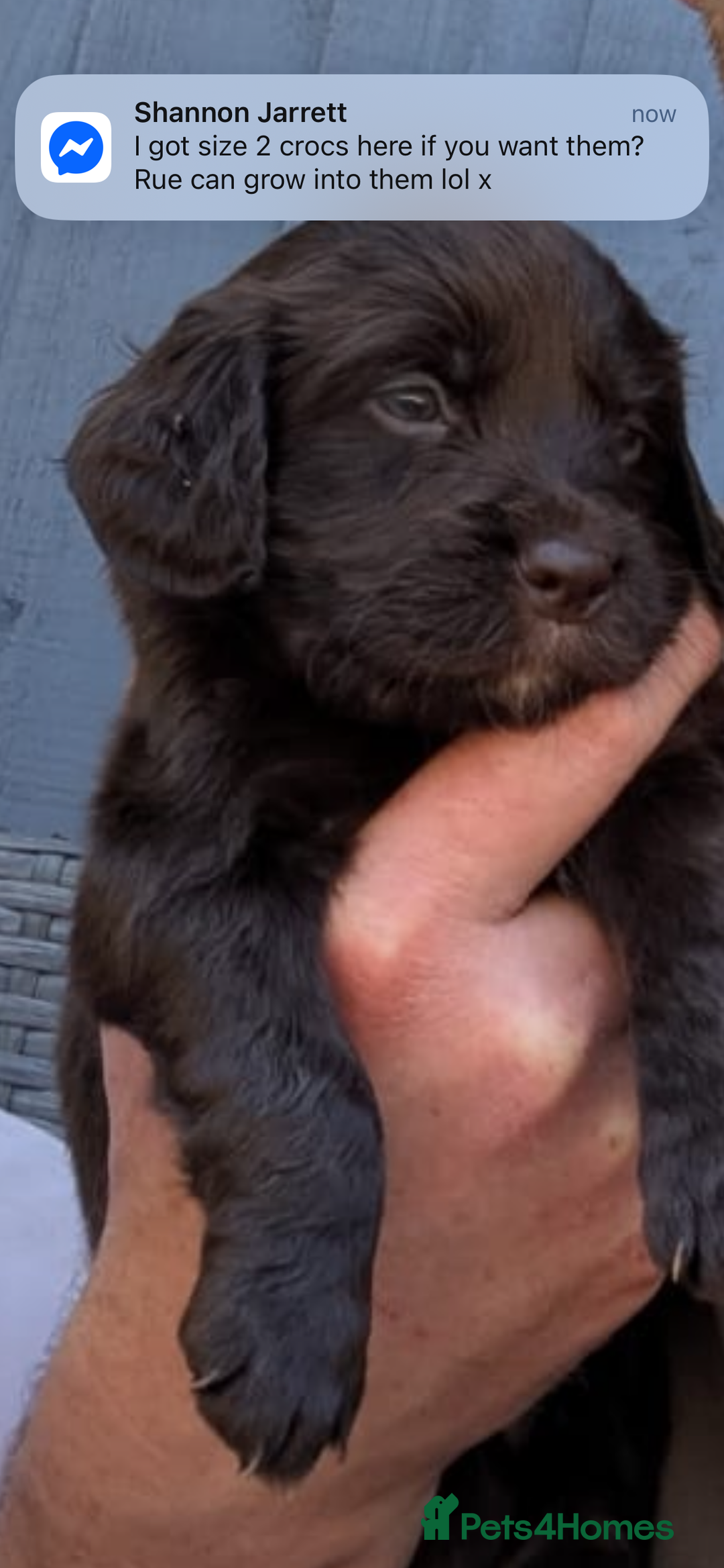 Cocker Spaniel dogs for stud: Ludo proven stud dog - Image 5