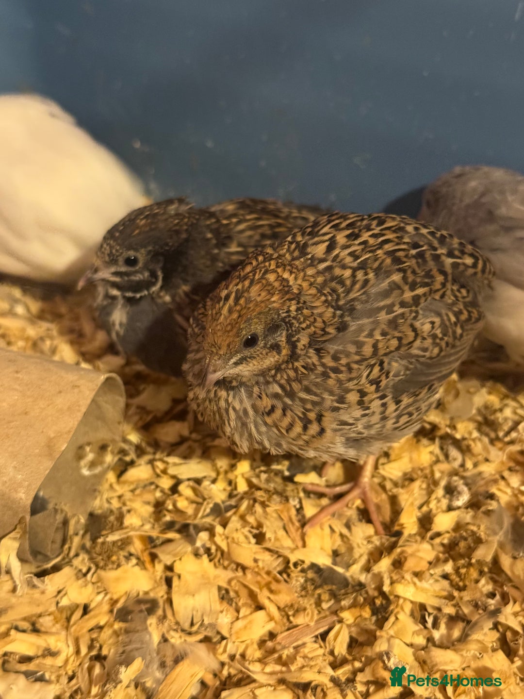 Quail poultry for sale: Beautiful button quail for sale - Advert 2