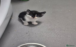 Domestic Shorthair cats for sale: Kittens - Image 3