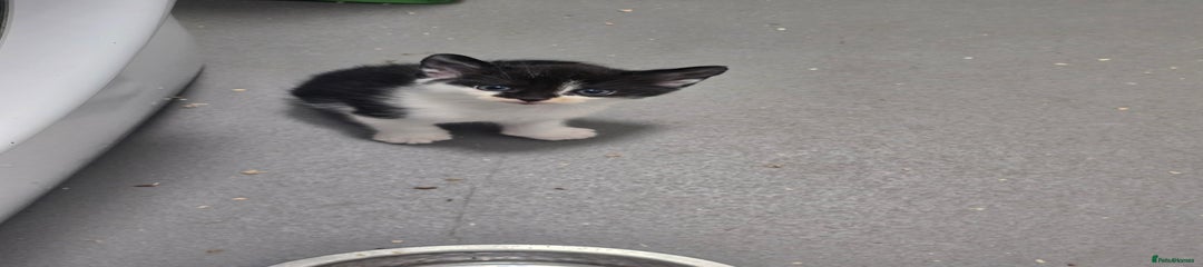 Domestic Shorthair Kitten 1