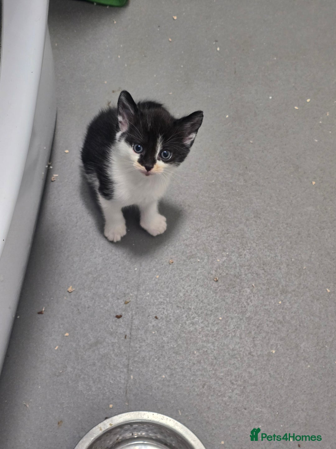 Domestic Shorthair cats for sale: Kittens - Image 3