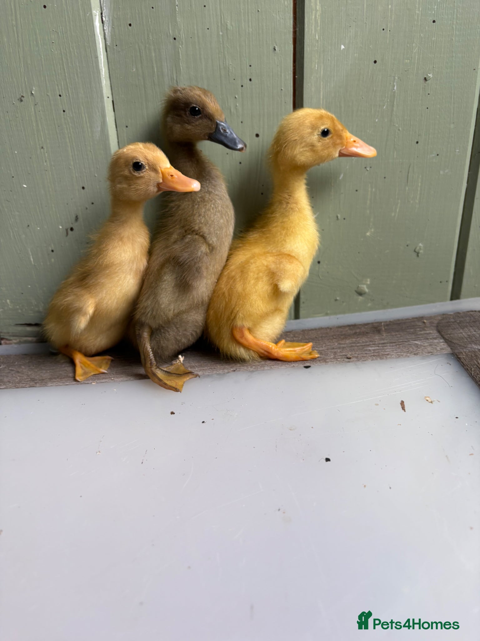 Ducks poultry Indian runner ducklings available   - Advert 1