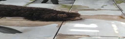 Mixed Breed dogs for sale: Spanish water dog in Manchester - Advert 2