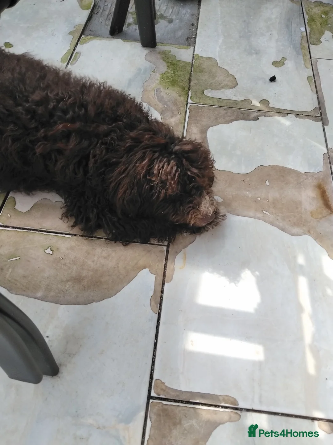 Mixed Breed dogs for sale: Spanish water dog in Manchester - Advert 2