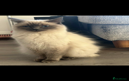 Ragdoll cats for sale: Female ragdoll - Image 4